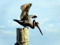 Brown Pelican