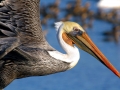 Brown Pelican