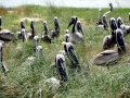 Brown Pelican