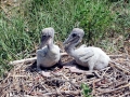 Brown Pelican
