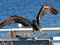 Brown Pelican