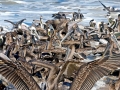 Brown Pelican