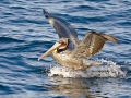 Brown Pelican