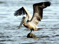 Brown Pelican