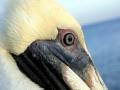 Brown Pelican