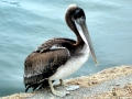 Brown Pelican