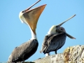 Brown Pelican