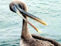 Brown Pelican