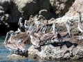 Brown Pelican