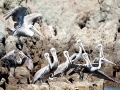 Brown Pelican