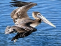 Brown Pelican