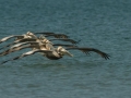 Brown Pelican