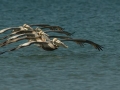 Brown Pelican