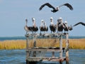 Brown Pelican