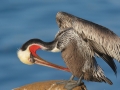Brown Pelican