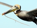 Brown Pelican