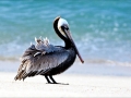 Brown Pelican
