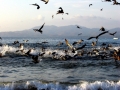 Brown Pelican