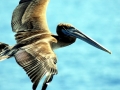 Brown Pelican
