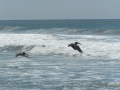 Brown Pelican
