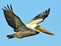 Brown Pelican