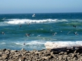 Brown Pelican