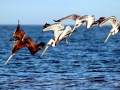 Brown Pelican