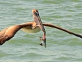 Brown Pelican