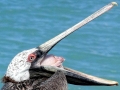 Brown Pelican