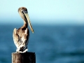 Brown Pelican