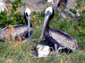 Brown Pelican