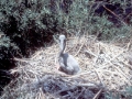 Brown Pelican