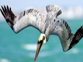 Brown Pelican