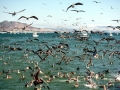 Brown Pelican