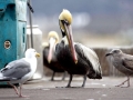 Brown Pelican