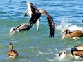 Brown Pelican