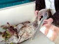 Brown Pelican