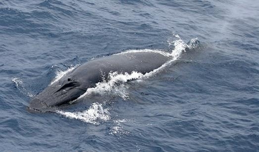 Bryde's Whale