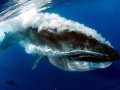 Bryde's Whale