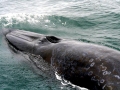 Bryde's Whale