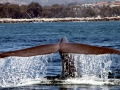 Bryde's Whale
