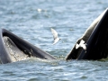 Bryde's Whale