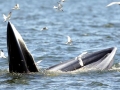 Bryde's Whale