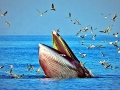 Bryde's Whale