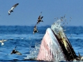 Bryde's Whale