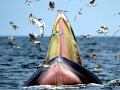 Bryde's Whale