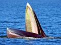 Bryde's Whale