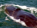 Bryde's Whale