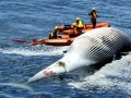 Bryde's Whale