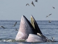 Bryde's Whale